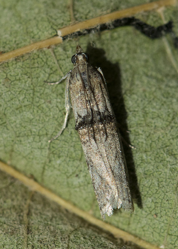 Pyralidae: Nephopterix angustella